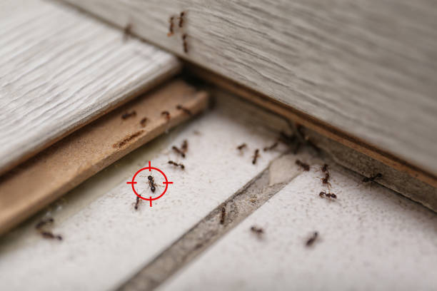 Wildlife Control Services in Trenton, MO